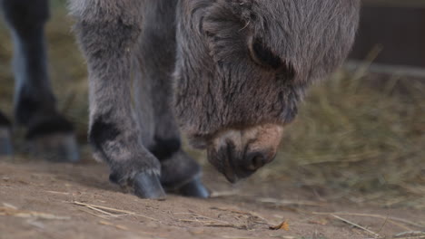 a cute little newborn miniature mediterranean donkey with a fringe looking curiously at the dusty ground, searching for something to eat, examining the surface, static close up 4k shot