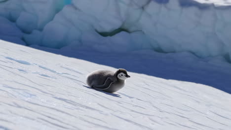 baby penguin on antarctic ice