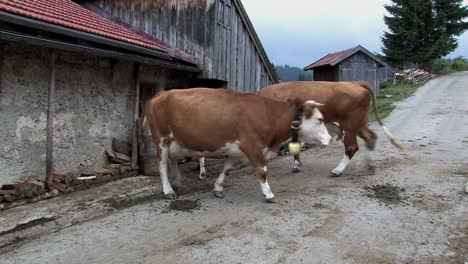 Mountain-pasture-with-cows-in-the-Bavarian-Alps-near-Sudelfeld,-cows-walking-into-stables-for-beeing-milked,-Germany