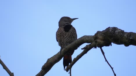 pájaro carpintero de lunares posado en la rama de un árbol, fondo de cielo azul