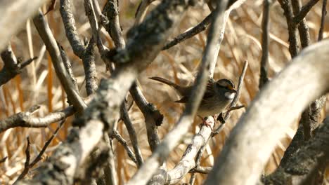 sparrow bird taking off from branch on sunny autumn day on blurry grass