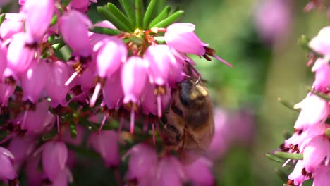 macro close up of wild bee gathering nectar of pink bell flower during sunny day in spring season