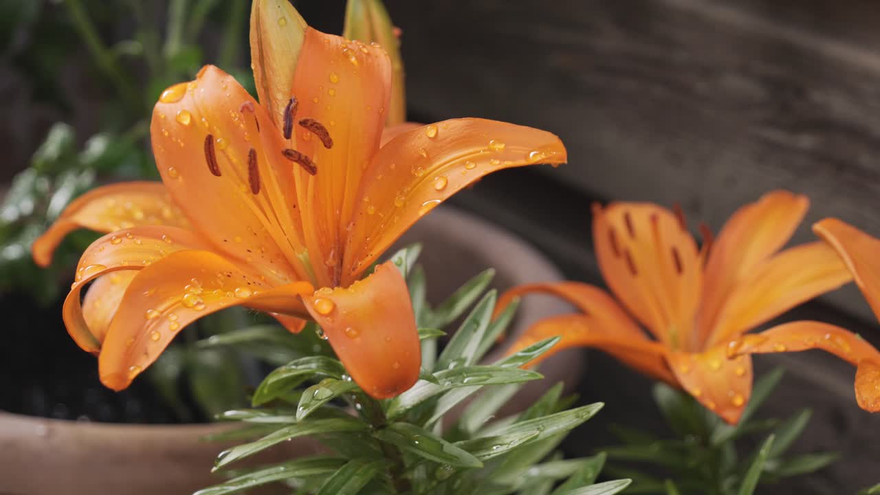 Annaffiare le piante con un annaffiatoio da giardino. Primo piano di vivaci gigli arancioni con gocce d'acqua fresca sui petali, che sbocciano meravigliosamente alla luce naturale