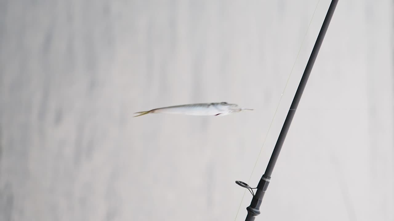 시줄로 잡힌 물고기