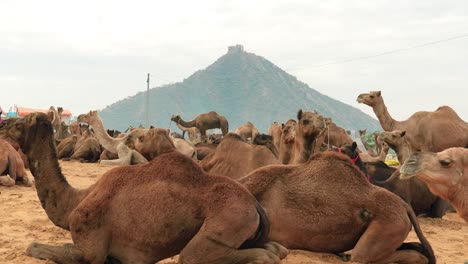 Camellos-En-La-Feria-De-Pushkar,-También-Llamada-Feria-De-Camellos-De-Pushkar-O-Localmente-Como-Kartik-Mela,-Es-Una-Feria-Ganadera-Y-Cultural-Anual-De-Varios-Días-Que-Se-Celebra-En-La-Ciudad-De-Pushkar,-Rajasthan,-India.