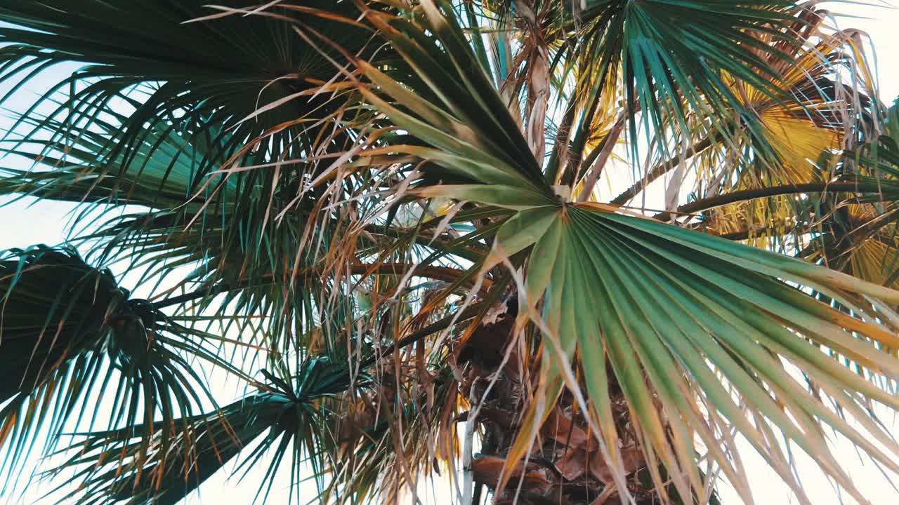 close up over palm tree leaves at daytime in the summer Mediterranean climate in Spain