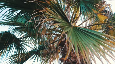 Cerrar-Sobre-Hojas-De-Palmera-Durante-El-Día-En-El-Clima-Mediterráneo-De-Verano-En-España