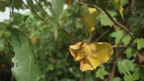 Zoomen-Sie-Auf-Blätter-In-Verschiedenen-Farben,-Die-Sich-Im-Wind-Bewegen