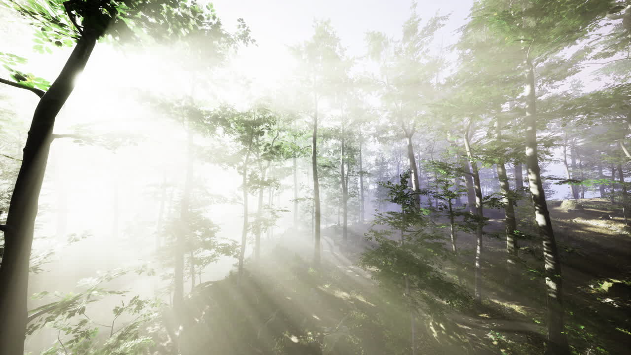 Mysterious forest illuminated by soft sunlight during early morning hours