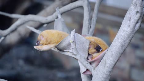 hurón madre sentada en un árbol con su bebé en la suave luz del día