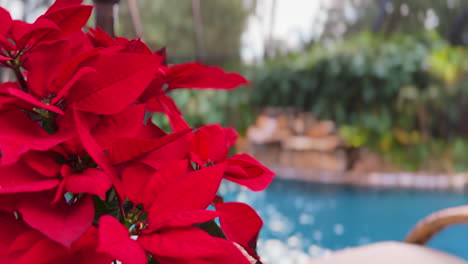 bright red poinsettia plant with turquoise blue swimming pool waterfall and bamboo in background