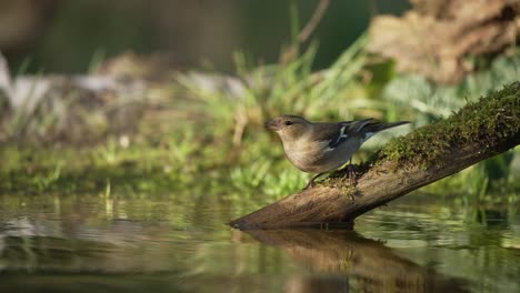 Female-chaffinch-on-wooden-perch-above-calm-water-surface