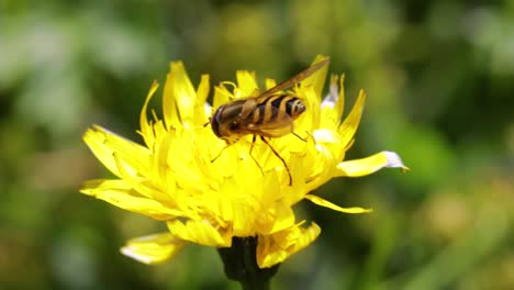 bee collects nectar from flower crepis alpina