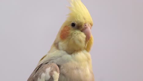 cockatiel portrait