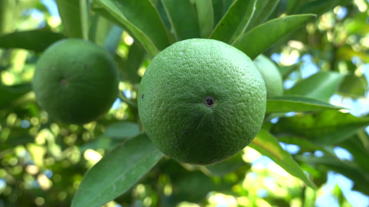 Close up of limes growing on a tree on a sunny day