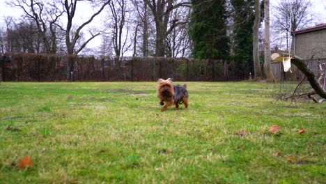 juguetón perro yorkshire terrier jugar con ramas de árboles en el jardín en cámara lenta de cerca