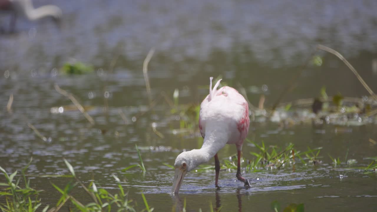 A roseate spoonbill gracefully feeds in a shallow wetland, dipping its unique spoon-shaped bill into the water.