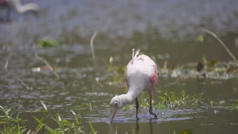 A roseate spoonbill gracefully feeds in a shallow wetland, dipping its unique spoon-shaped bill into the water.