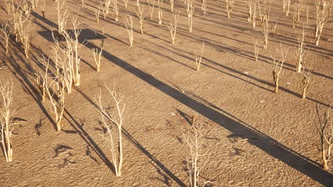 a shadow of a huge cross on the desert with dry trees, branches, and leaves scattered around, 3d animation, daytime