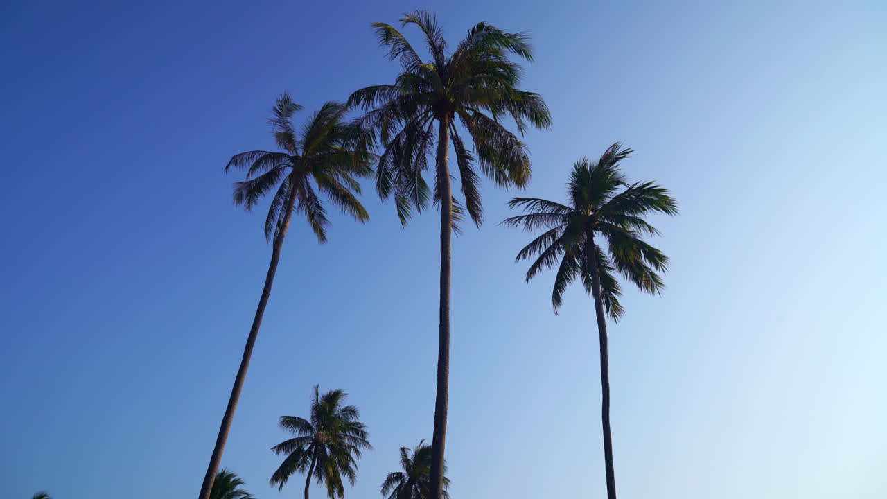 palmera de coco con hermoso cielo azul y nubes