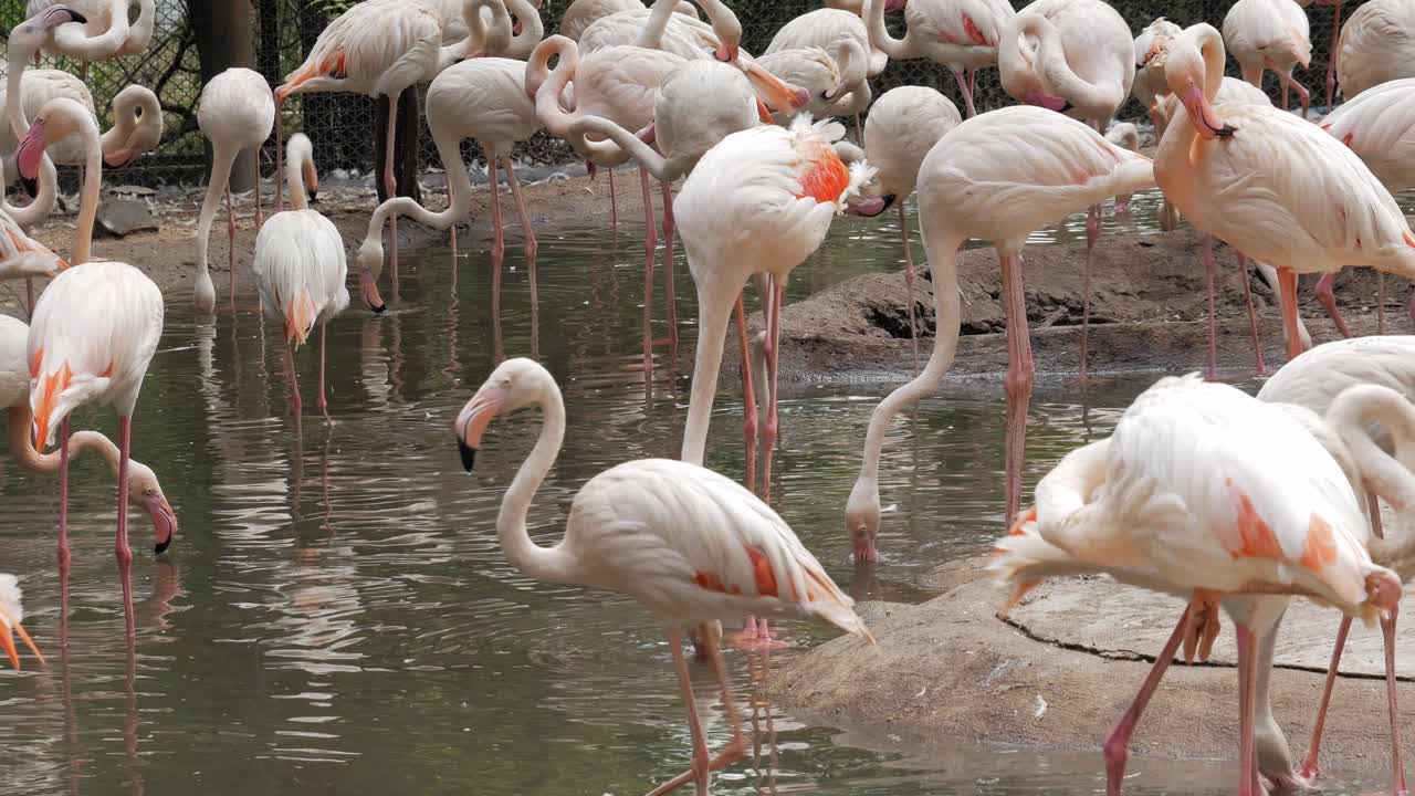 플라밍고 무리가 물에 서서 먹는다