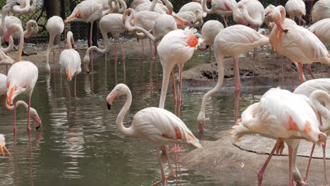 Una-Bandada-De-Flamencos-Se-Para-En-El-Agua-Y-Come