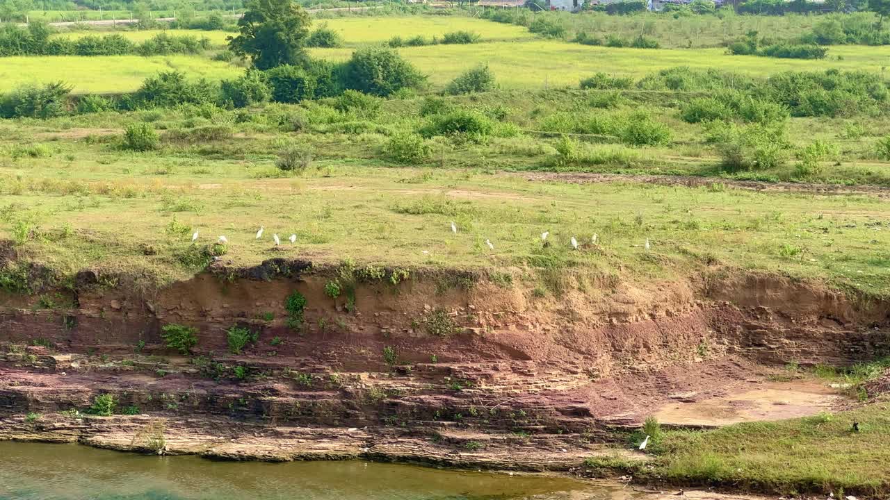 A peaceful static shot showing white egrets standing and walking along the green riverbank, with calm water flowing below and lush farmland stretching into the distance under clear daylight skies