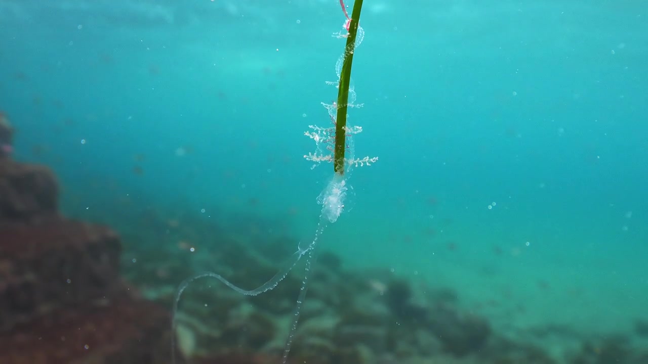Floating seagrass leaf with attached jellyfish tentacles drifting gently near the shoreline in calm shallow water.