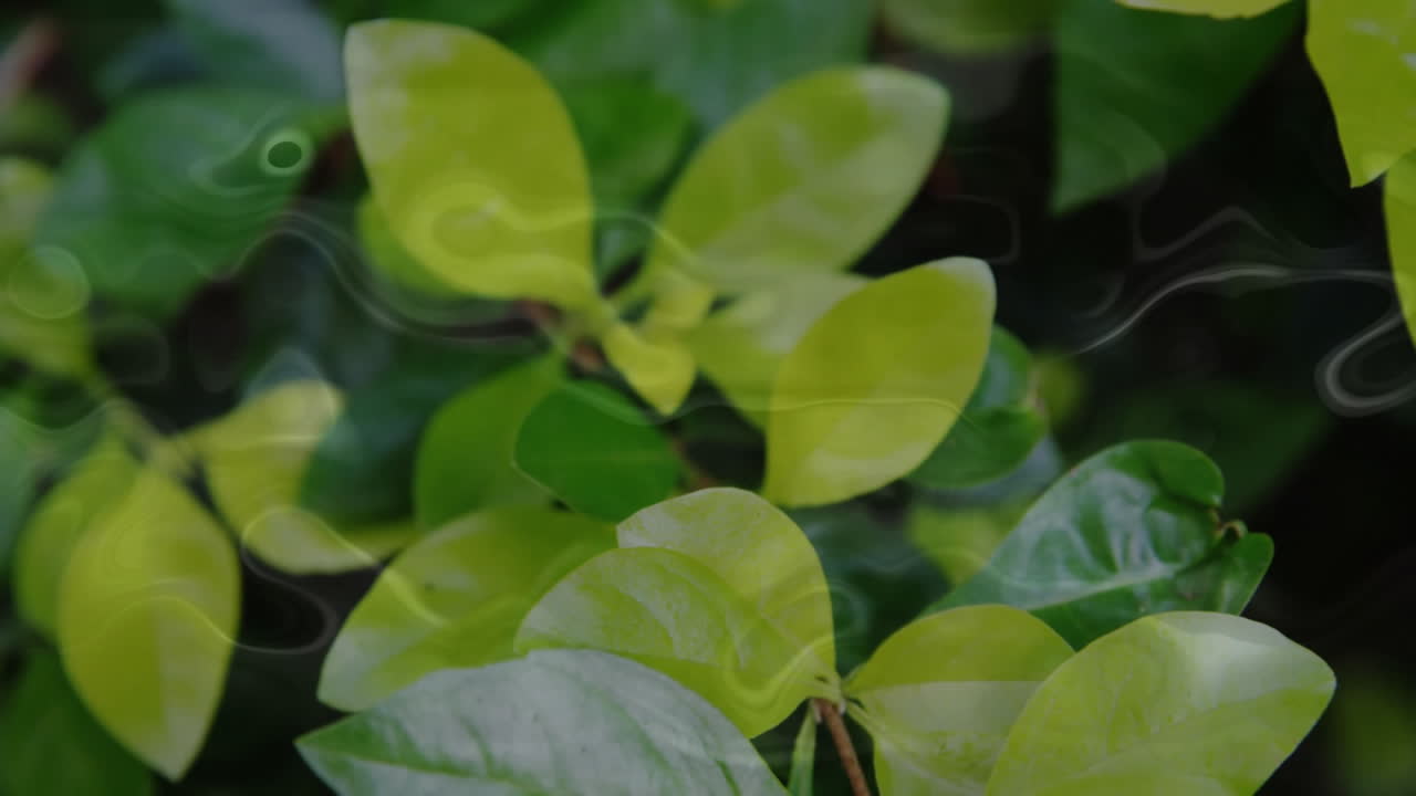 Swirling patterns on green leaves creating calming natural animation effect