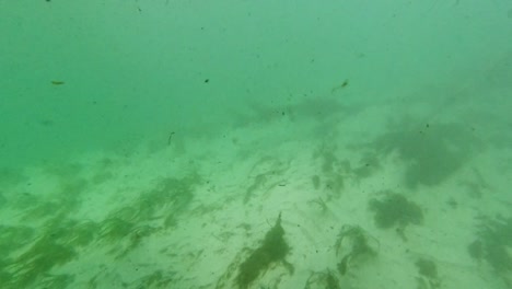 Underwater-freshwater-lake-river-spring-scenery-with-grass-and-algae-reflections-and-sun-beams-swimmers-legs-and-snorkeling-in-Florida-Ichetucknee-river-fish-and-alligators-2