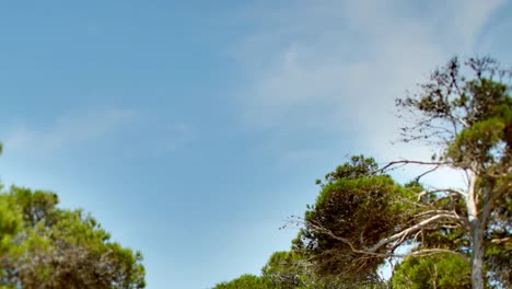 mallorca bosque 05