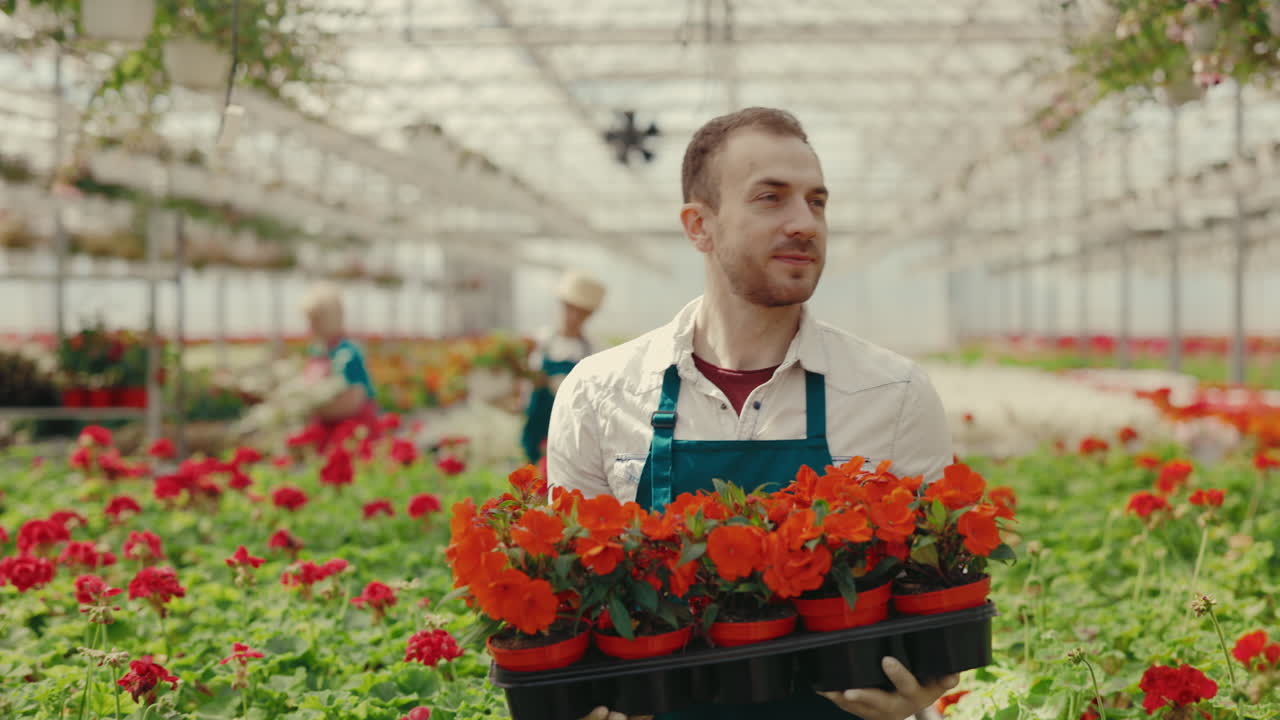 Gardener Carrying Tray of Potted Flowers in a Greenhouse