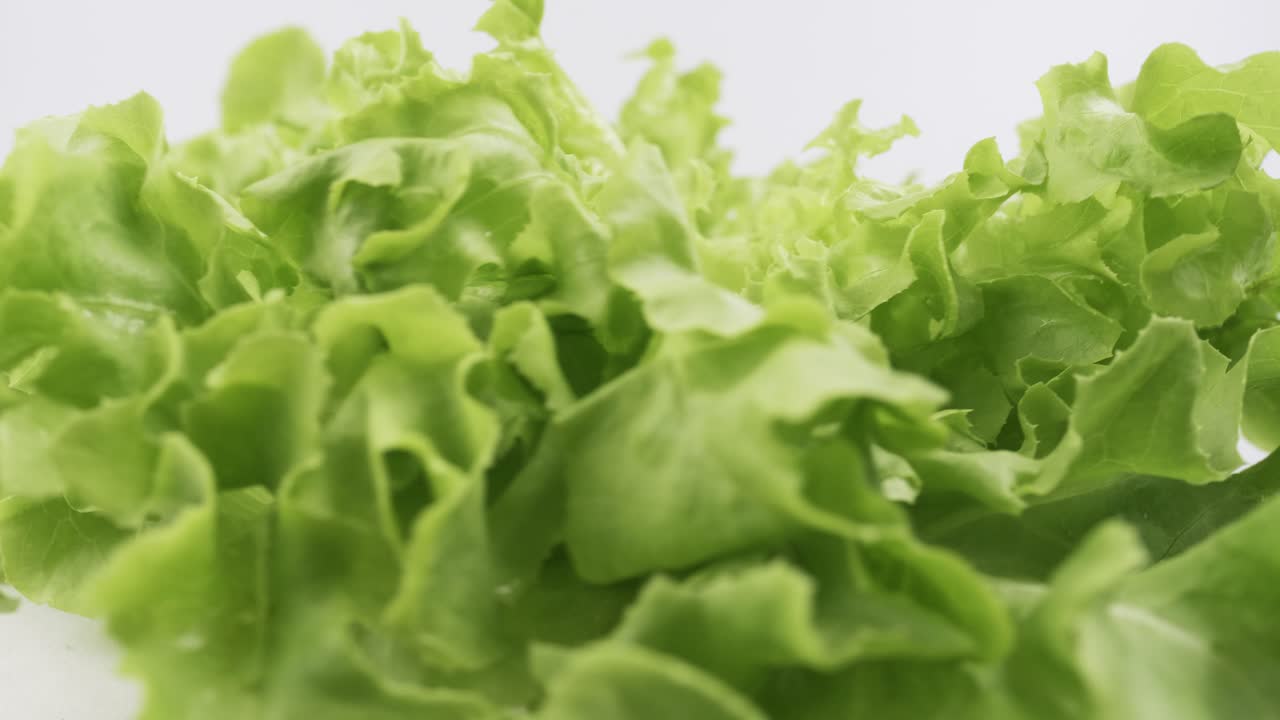 la lechuga fresca de roble verde plantada al estilo hidropónico está bellamente colocada y gira lentamente