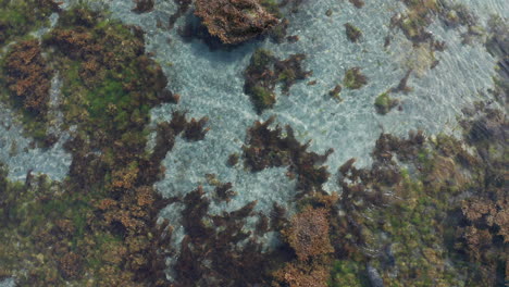 Focas-Grises-Y-Su-Cría-Nadando-En-Aguas-Cristalinas-En-Los-Fiordos-Del-Oeste-De-Islandia-Occidental