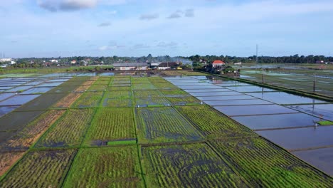 panoramic aerial view of arable land near rural village in seseh, bali indonesia