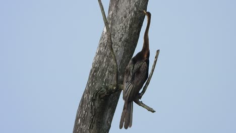 anhinga en el árbol uhd mp4 4k