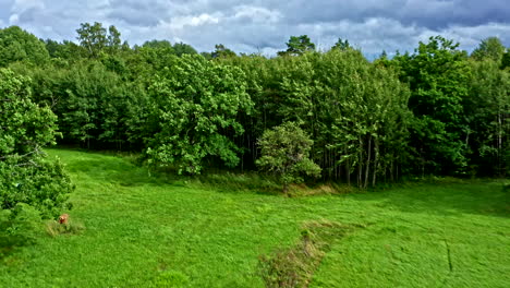 establishing shot of trees on a agricultural field in saaremaa estonia - dolly shot and pan shot
