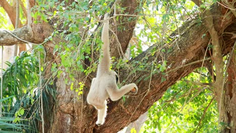 gibbons playfully swinging and interacting in trees