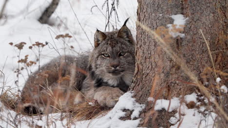 canadian lynx looking towards the camera in whitehorse, yukon, canada - close up