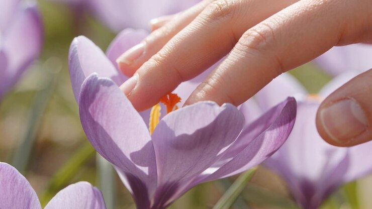 Touching adult hand coming from right brushing purple crocus petals in garden revealing gold stamen