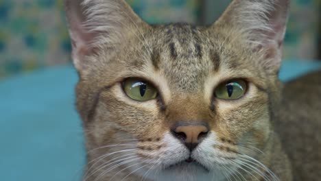 domestic brown short hair cat staring at camera