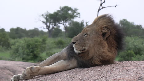 León-Macho-Descansando-Sobre-Una-Roca-En-El-Parque-Safari