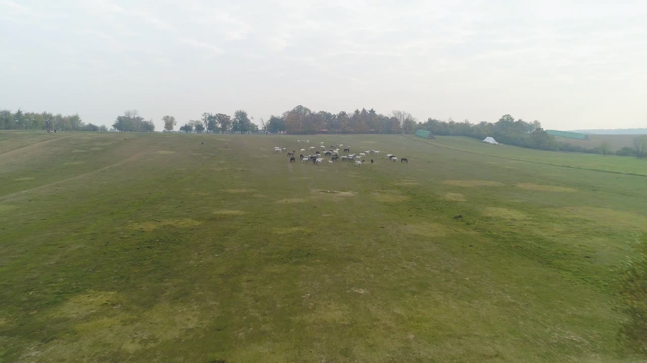 아침에 열린 들판에 있는 리피자너 말 무리의 공중 전망