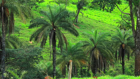 toma estática de coyol, o plantación de palmeras macauba en brasil detrás de una cerca, produciendo aceite alternativo
