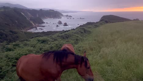 horses grazing on a grassy cliffside with ocean and rocky coastline in view