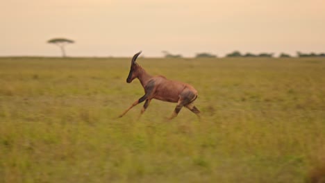 slow motion of topi running away, jumping and leaping, african safari wildlife animal in savanna landscape, happy positive excited excitable animals, hope for conservation in maasai mara