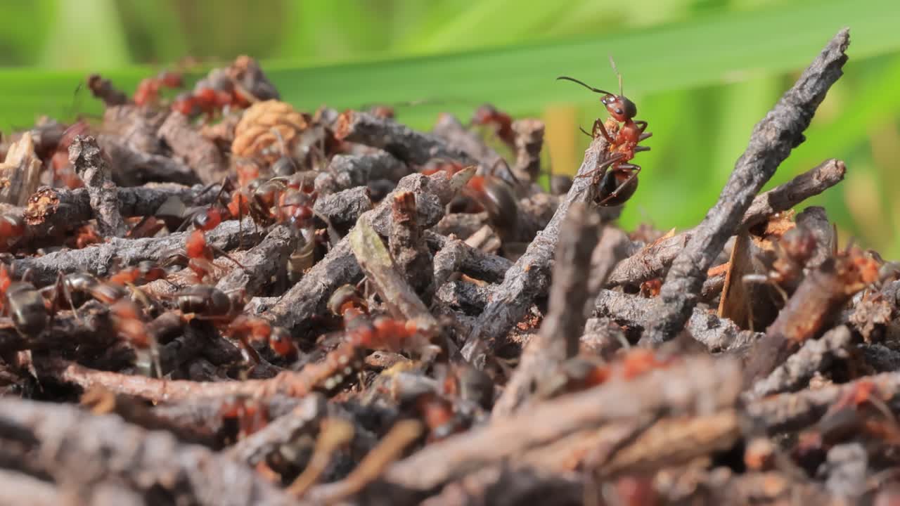 야생의 개미 클로즈업입니다.