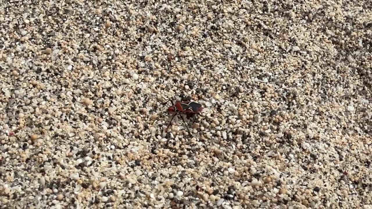 Insetto rosso e nero che striscia su una spiaggia sabbiosa.