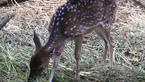 Trolley-deer-graze_HD-mammals-video