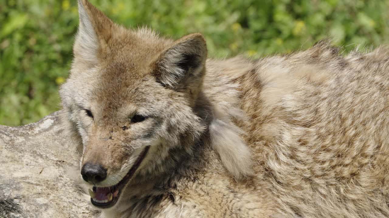 A detailed close-up of a panting coyote's face (Canis latrans) as it rests on a rock, with a smiling expression and squinted eyes enjoying the warm summer sun.